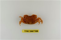 藏品(蔡氏澤蟹)的圖片